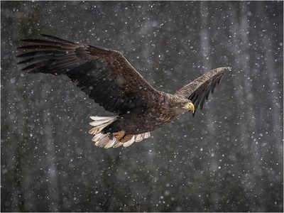 Chris Moncrieff (England) - Whitetailed eagle flying through snow